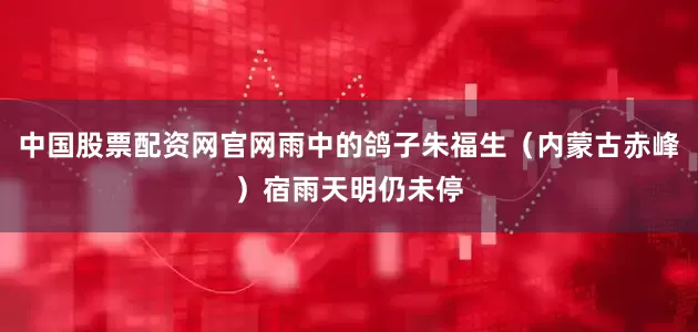中国股票配资网官网雨中的鸽子朱福生（内蒙古赤峰）宿雨天明仍未停